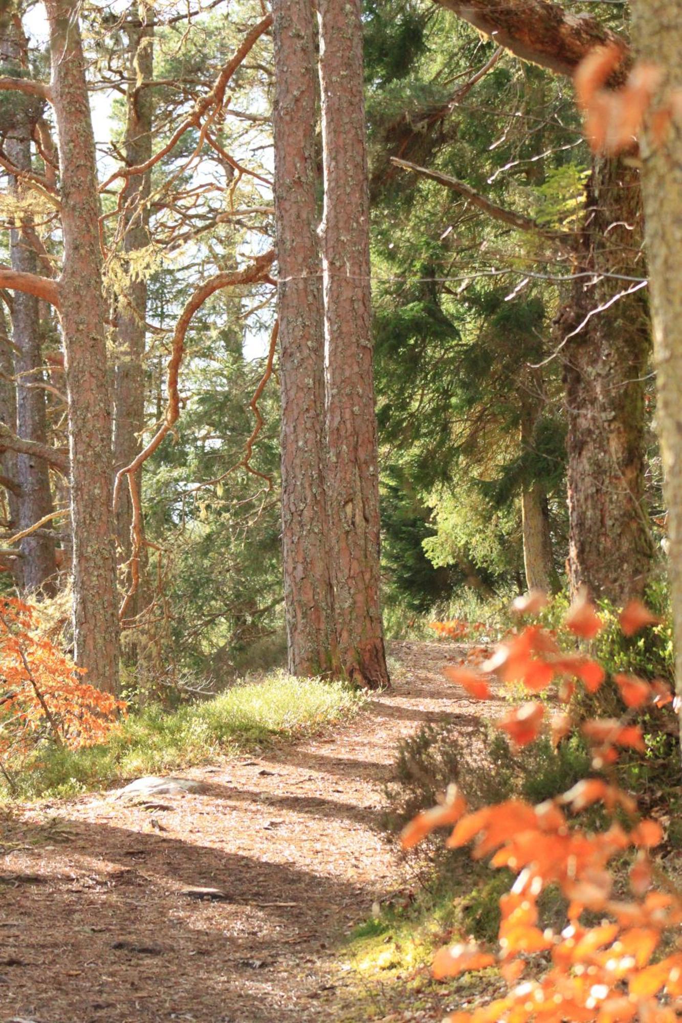 Craik Na Dav B&B Invermoriston Dış mekan fotoğraf