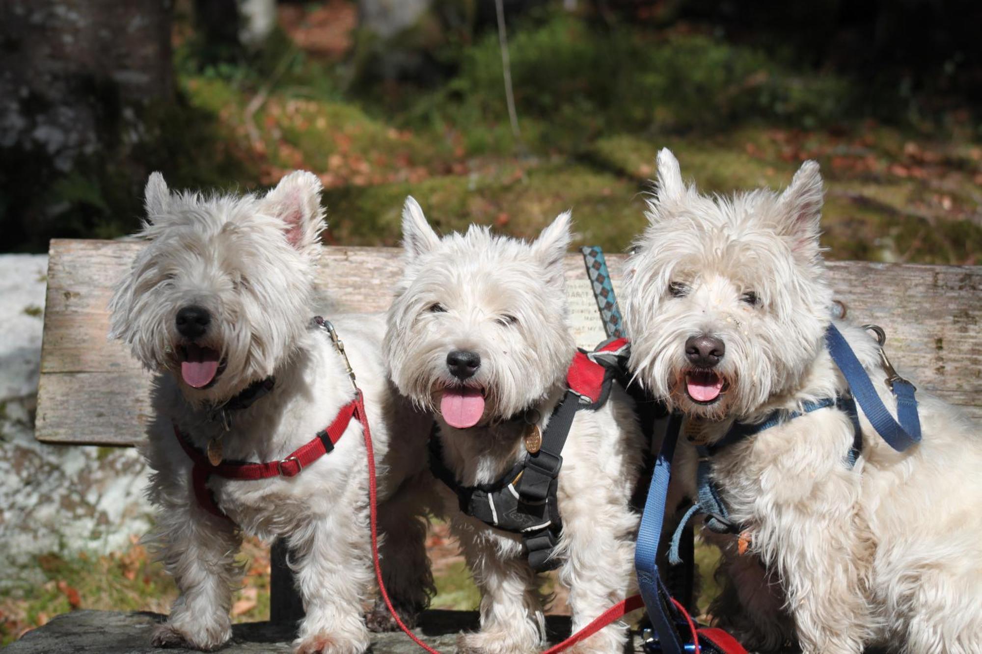 Craik Na Dav B&B Invermoriston Dış mekan fotoğraf
