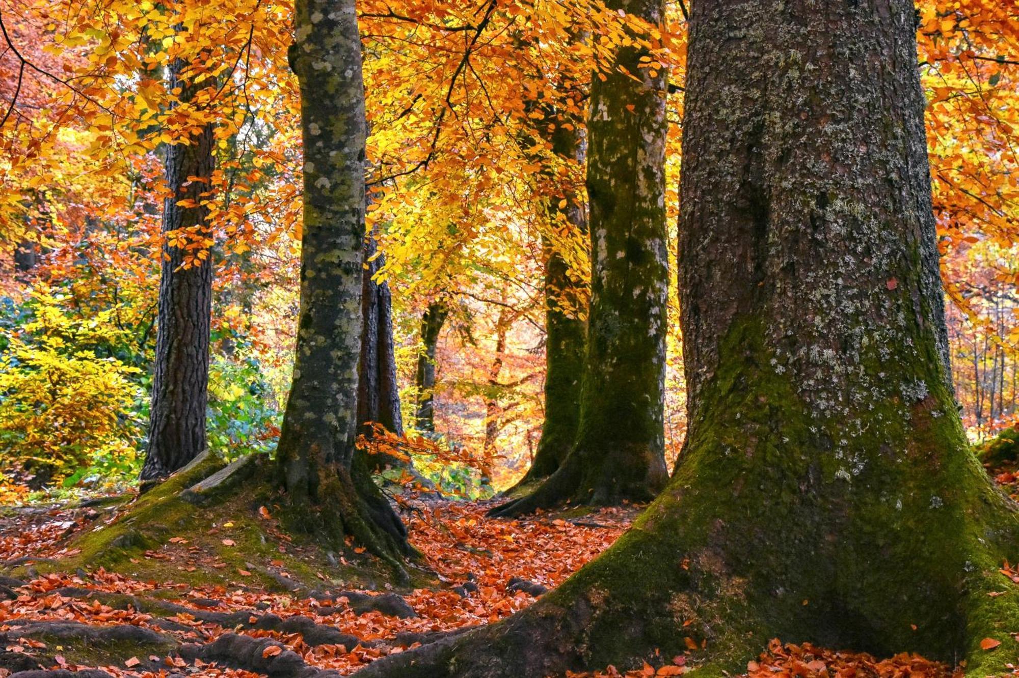Craik Na Dav B&B Invermoriston Dış mekan fotoğraf
