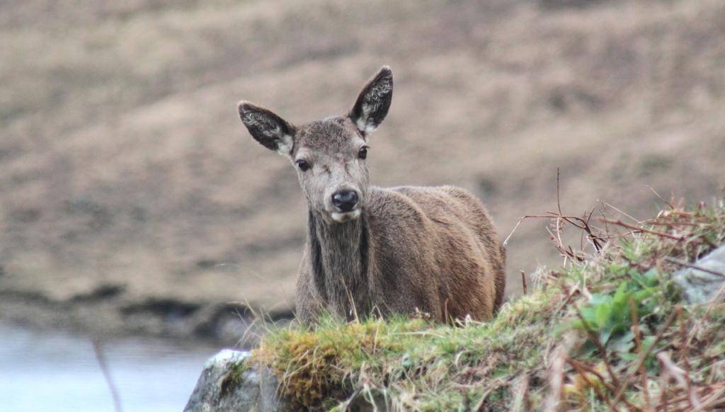 Craik Na Dav B&B Invermoriston Dış mekan fotoğraf